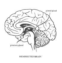 The pineal gland. The Opening of the Third Eye; Douglas Baker. C. 1977. The Aquarian Press